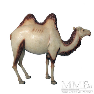 Camel