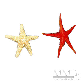 Starfish
