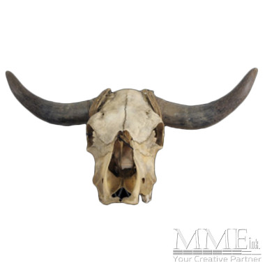 Skull (Cow)