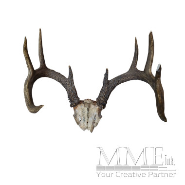 Deer Antlers