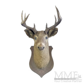 Deer Head