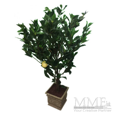 Small Lemon Trees in Planter