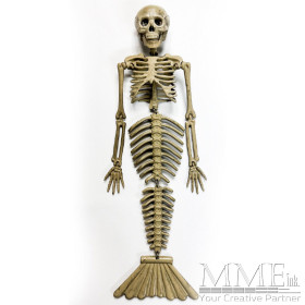 Mermaid Skeleton