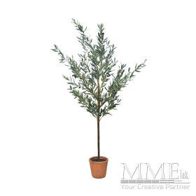 Olive Tree