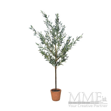 Olive Tree