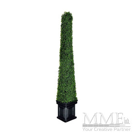 Pyramid Boxwood Topiary
