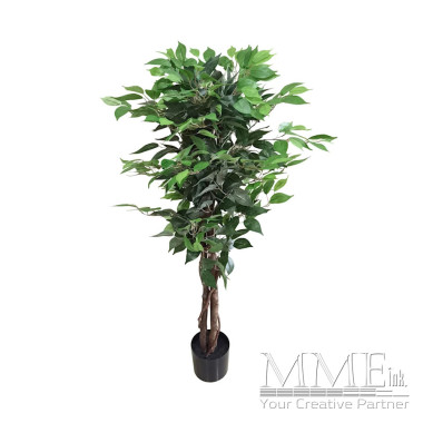 Ficus Tree (Small)