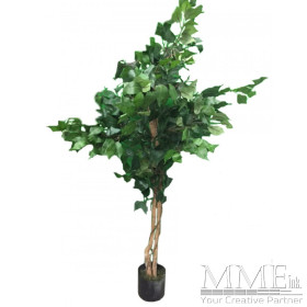 Small Green Leaf Tree