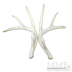 White Antlers